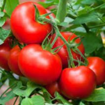 Hybrid Tomato Seeds (Samrat F1)
