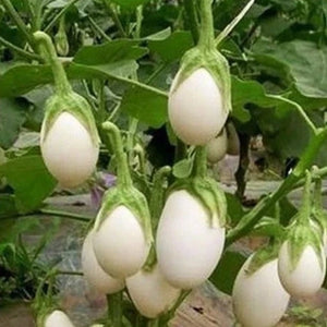 Snow Ball White Brinjal Seeds | Vazhuthana Seeds