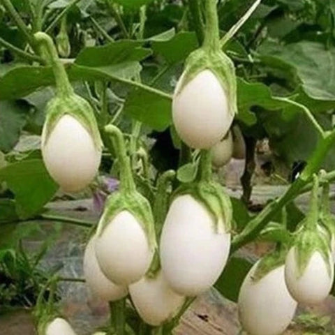 Snow Ball White Brinjal Seeds | Vazhuthana Seeds