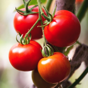 Tomato Seeds ( Manu Prabha )