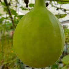 Kumba Churaka Seeds (Unda Churakka ) | Bottle Gourd Seeds