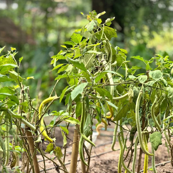 planting brinjal seeds Brinjal Green Long ( Vazhuthana ) Seed