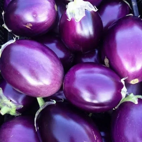 Violet Round Vazhuthana Brinjal Seed | Egg Plant,