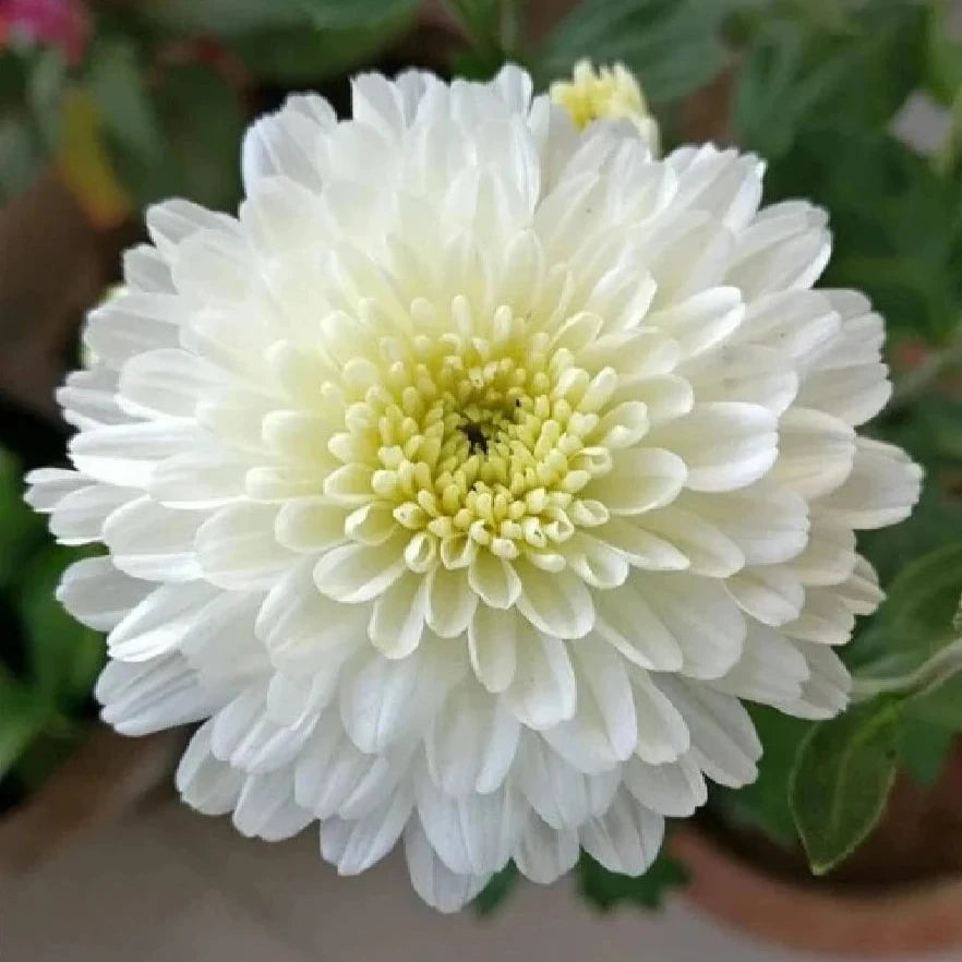 chamanthi flower seeds Jamanthi Flower