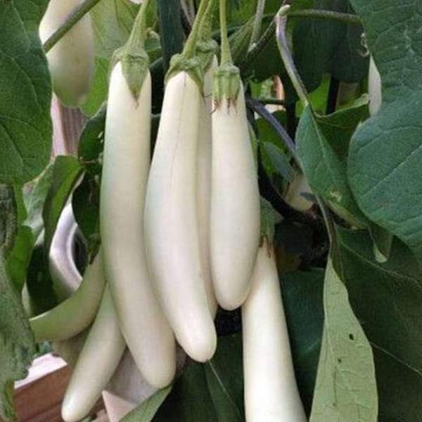 White Long Brinjal | Vazhuthana  Seeds | Eggplant