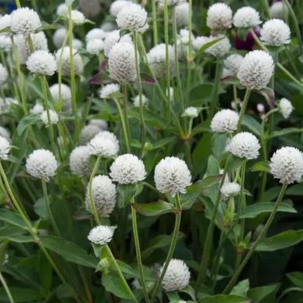 White Vadamulla | Gomphrena White - Desi Flower Seeds