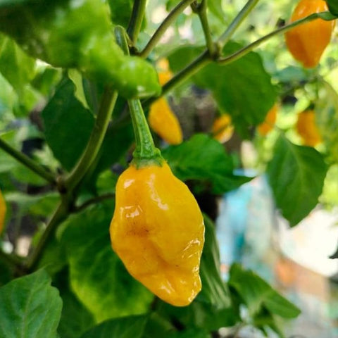 Yellow Unda Mulaku |Chilli Seeds