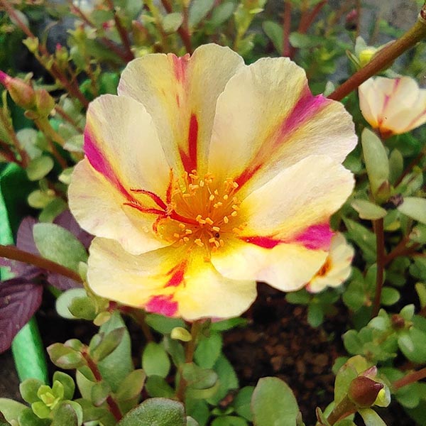 Pathumani 5 Types Cuttings Portulaca P04 - Mini's Lifestyle Store- Buy Seeds in India