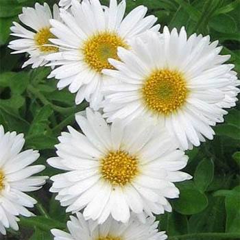 Cream Colour China Aster Daisy Flower Seeds - Mini's Lifestyle Store- Buy Seeds in India