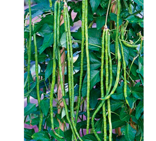 1.5 metre long Payar Seeds | Green Long Beans - Mini's Lifestyle Store- Buy Seeds in India
