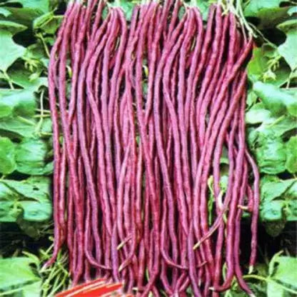 Valli Payar | Red Long Payar (Sheela) Seeds - Mini's Lifestyle Store- Buy Seeds in India