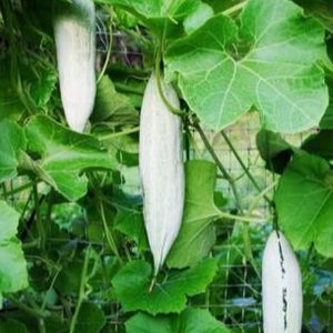 snake gourd plant leaf Baby Padavalam Seeds