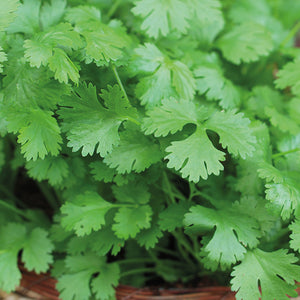 Hybrid Coriander Seeds | Malli Seed - Mini's Lifestyle Store- Buy Seeds in India