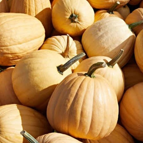 Oval Mathan( Saras ) | Pumpkin Seeds - Mini's Lifestyle Store- Buy Seeds in India