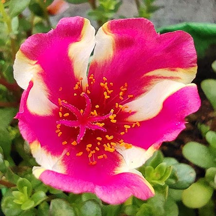 Pathumani 5 Types Cuttings Portulaca P04 - Mini's Lifestyle Store- Buy Seeds in India