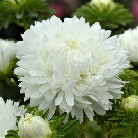 White China Aster Daisy Flower Seeds - Mini's Lifestyle Store- Buy Seeds in India