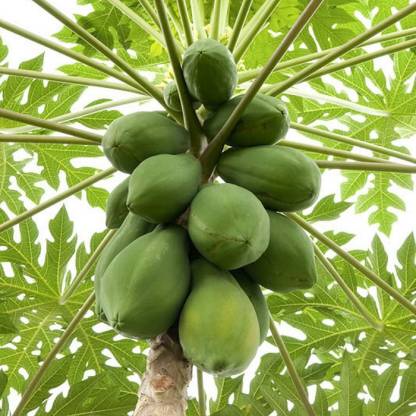 Green Papaya Seeds