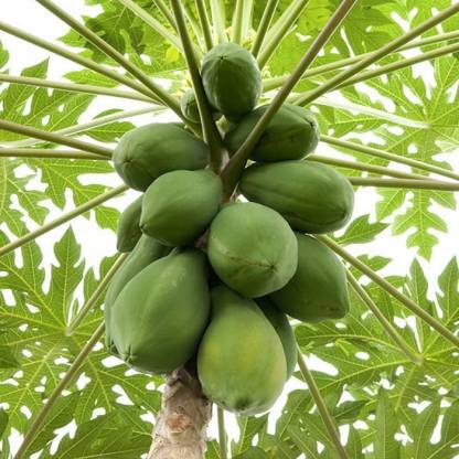 Green Papaya Seeds