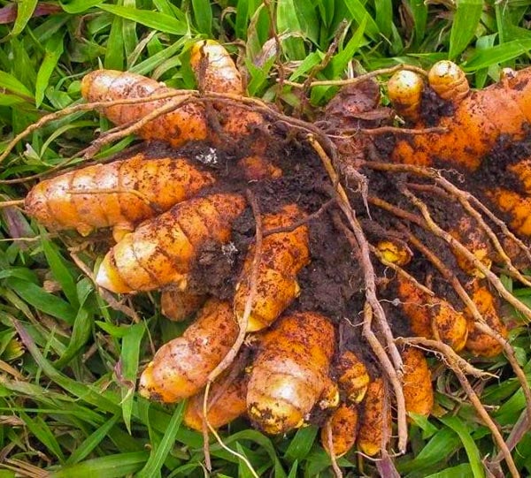 Manjal Vithu | Turmeric Roots ( 900 g ) - Mini's Lifestyle Store- Buy Seeds in India