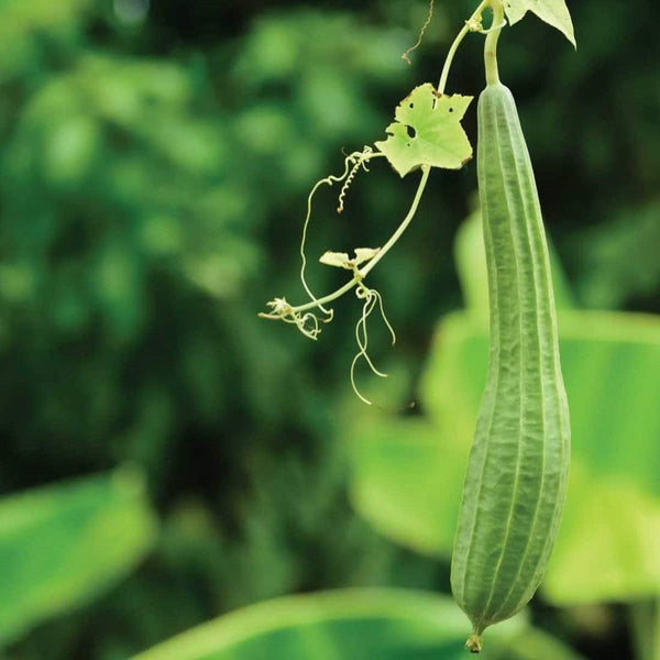 Hybrid Peechil Seeds | Ribbed Gourd - Mini's Lifestyle Store- Buy Seeds in India