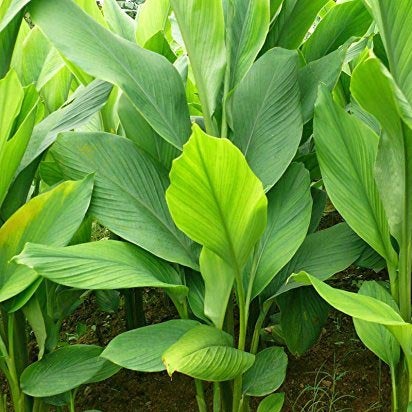 Manjal Vithu | Turmeric Roots ( 900 g ) - Mini's Lifestyle Store- Buy Seeds in India