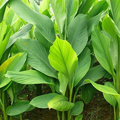 Manjal Vithu | Turmeric Roots ( 450 g ) - Mini's Lifestyle Store- Buy Seeds in India