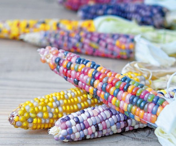Rainbow Corn Seeds | Mazhavil Cholam - Mini's Lifestyle Store- Buy Seeds in India