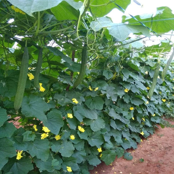 Hybrid Peechil Seeds | Ribbed Gourd - Mini's Lifestyle Store- Buy Seeds in India