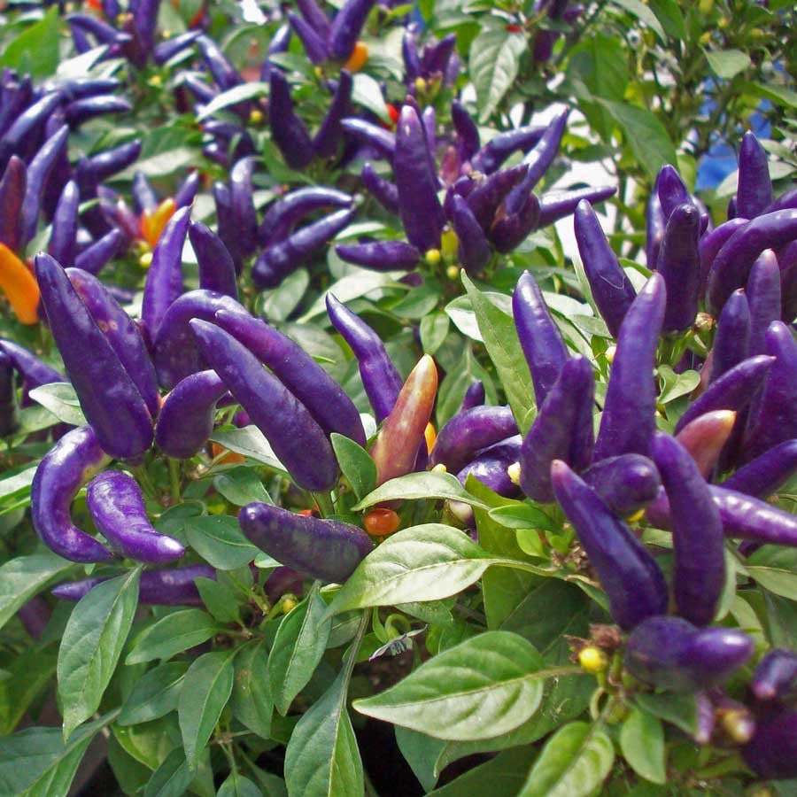 Violet Kanthari Mulaku Seeds | Bird's eye chilli - Mini's Lifestyle Store- Buy Seeds in India