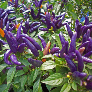 Violet Kanthari Mulaku Seeds | Bird's eye chilli - Mini's Lifestyle Store- Buy Seeds in India