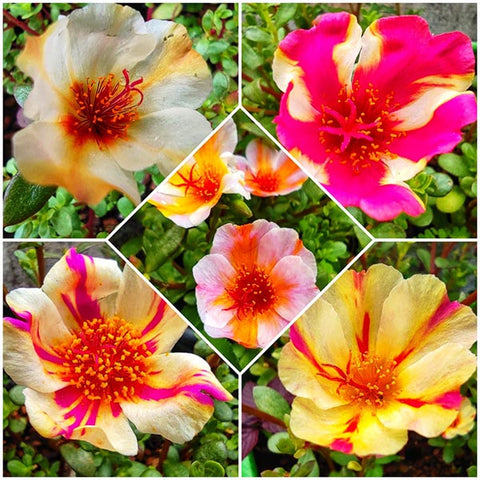 Pathumani 5 Types Cuttings Portulaca P04 - Mini's Lifestyle Store- Buy Seeds in India