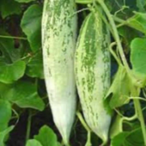 Short Padavalam Seeds | Snake Gourd