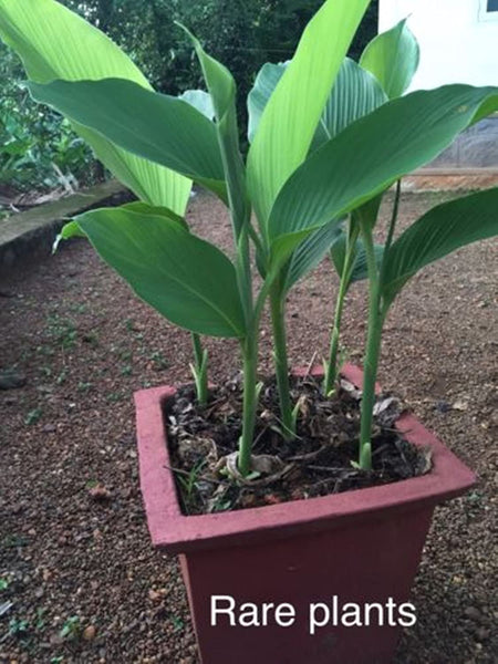 Kasturi Manjal Vithu | Rare Curcuma AROMATICA Wild Turmeric Rhizomes ( 400 g ) - Mini's Lifestyle Store- Buy Seeds in India