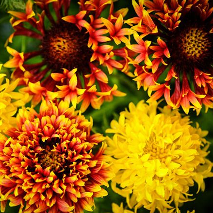 Gaillardia Double Mixed Colour Flower Seeds | Blanket flower - Mini's Lifestyle Store- Buy Seeds in India