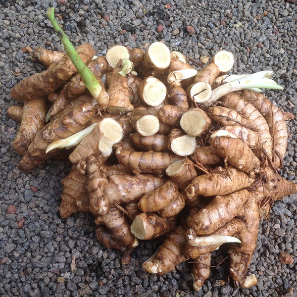 Kasturi Manjal Vithu | Rare Curcuma AROMATICA Wild Turmeric Rhizomes ( 800 g ) - Mini's Lifestyle Store- Buy Seeds in India