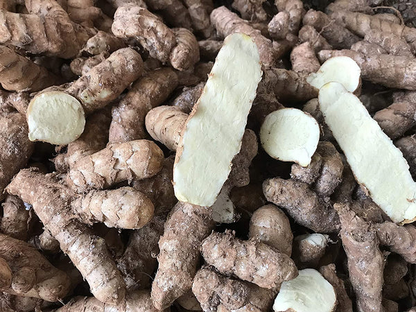 Kasturi Manjal Vithu | Rare Curcuma AROMATICA Wild Turmeric Rhizomes ( 400 g ) - Mini's Lifestyle Store- Buy Seeds in India