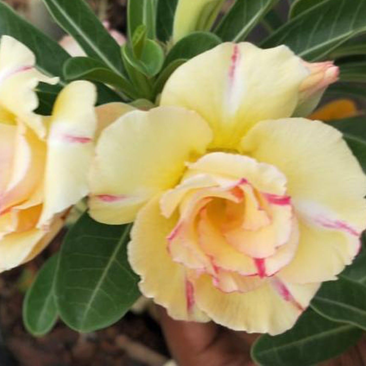 Siam Yellow Jubilee Adenium Plant, Desert Rose AD02 - Mini's Lifestyle Store- Buy Seeds in India