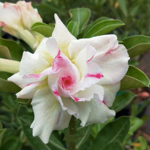 Glass Adenium Plant, Desert Rose AD03 - Mini's Lifestyle Store- Buy Seeds in India