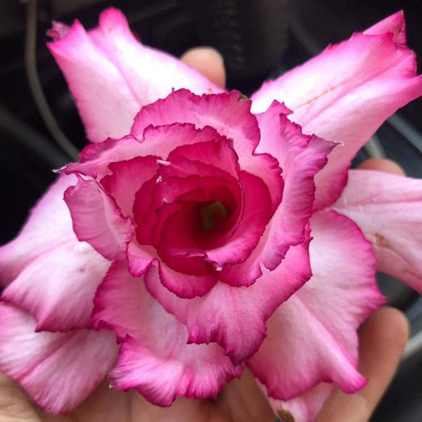 Pink Aroma Adenium Plant, Desert Rose AD04 - Mini's Lifestyle Store- Buy Seeds in India
