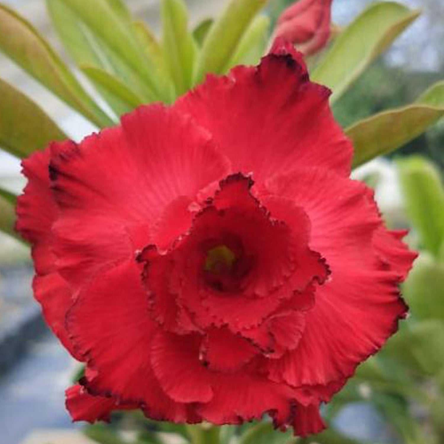 Miss Moscow Adenium Plant, Desert Rose AD05 - Mini's Lifestyle Store- Buy Seeds in India