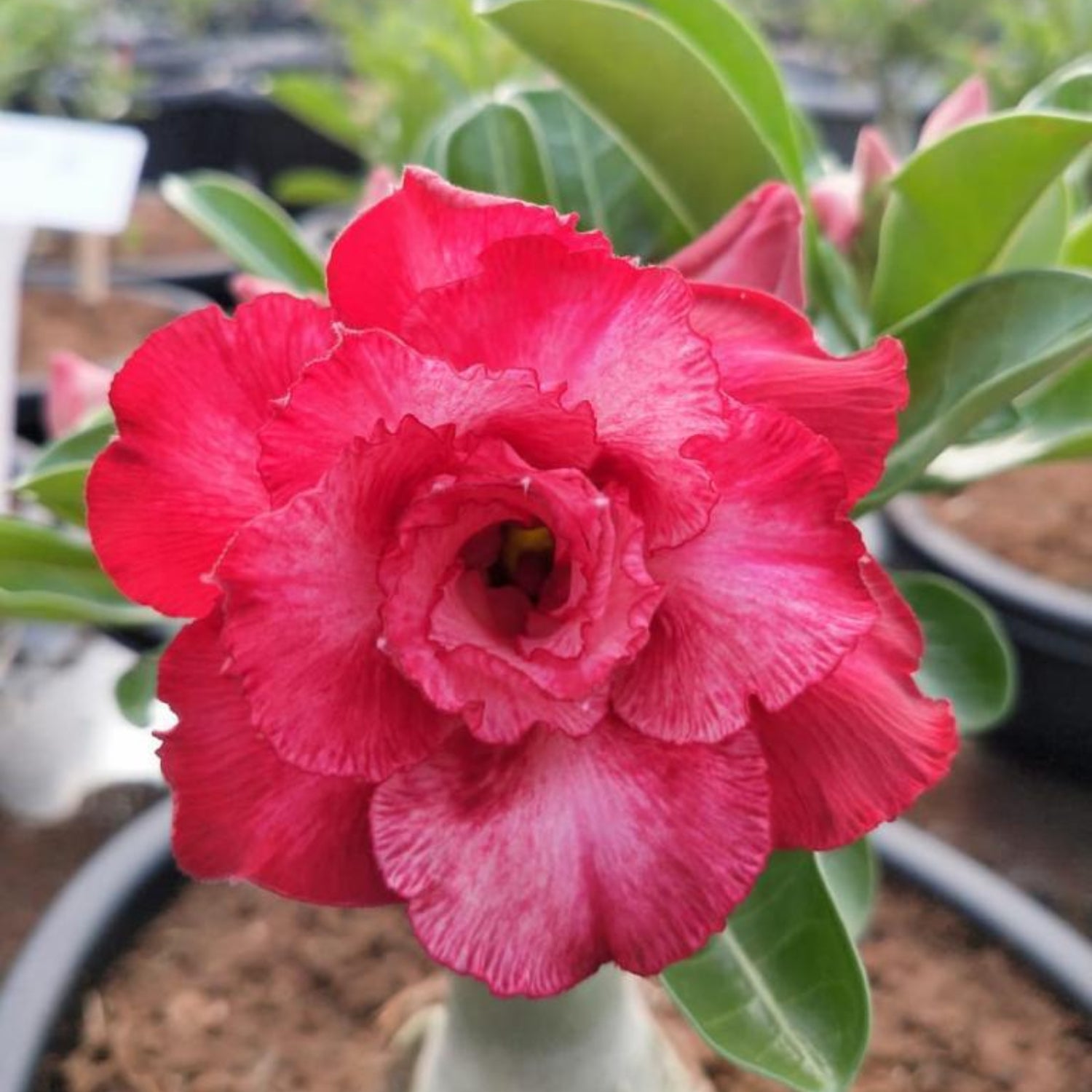 Pink Valentine Adenium Plant, Desert Rose AD06 - Mini's Lifestyle Store- Buy Seeds in India