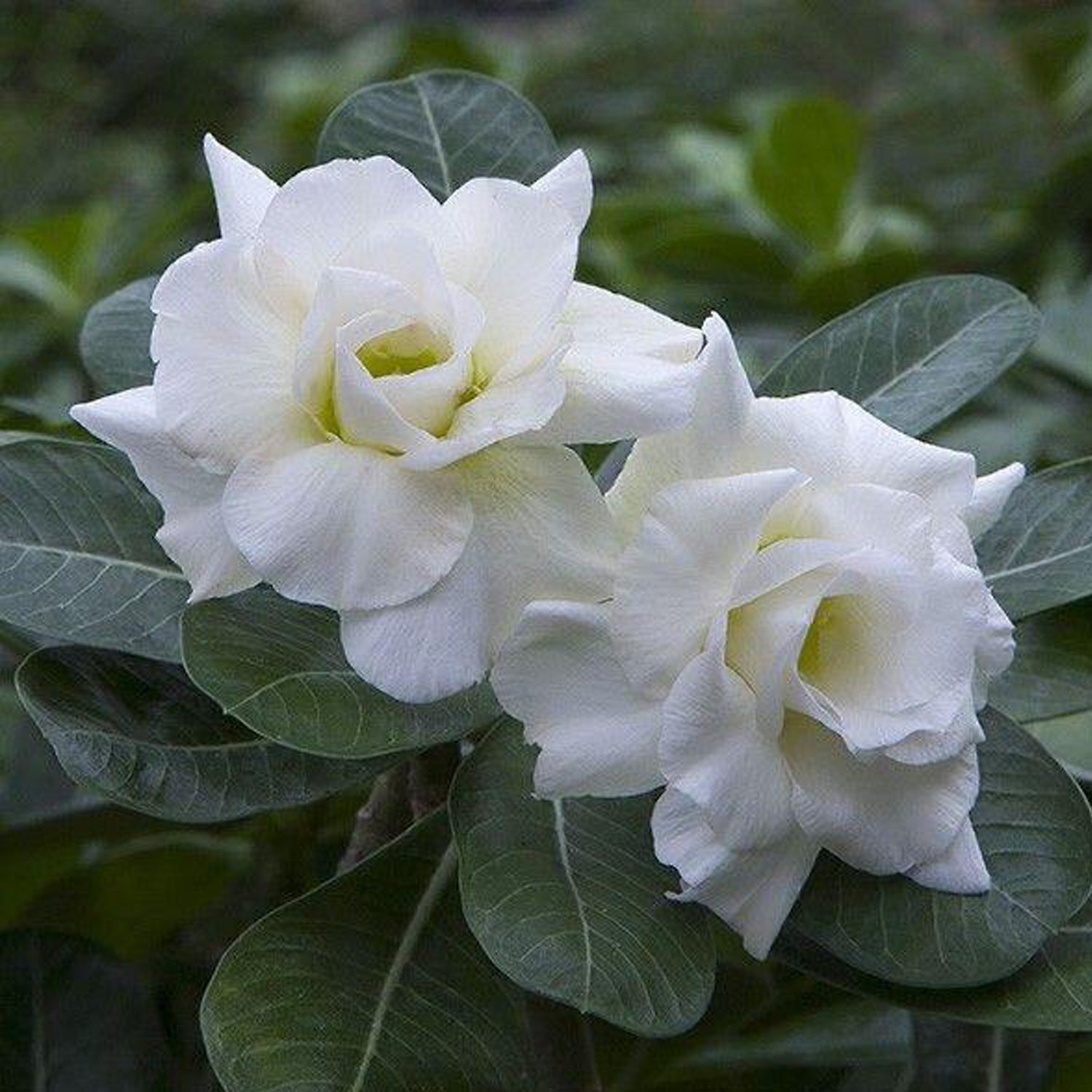 Thepthaida Adenium Plant, Desert Rose AD07 - Mini's Lifestyle Store- Buy Seeds in India