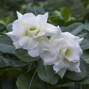 Thepthaida Adenium Plant, Desert Rose AD07 - Mini's Lifestyle Store- Buy Seeds in India