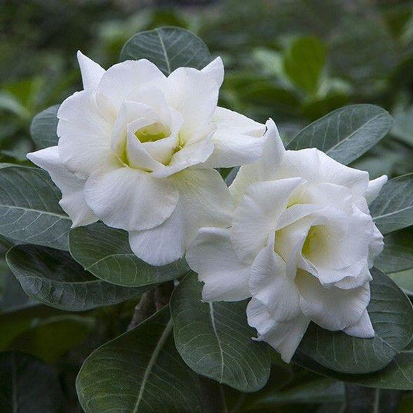Thepthaida Adenium Plant, Desert Rose AD07 - Mini's Lifestyle Store- Buy Seeds in India