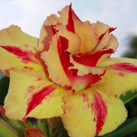 Flame Bower Adenium Plant, Desert Rose AD08 - Mini's Lifestyle Store- Buy Seeds in India