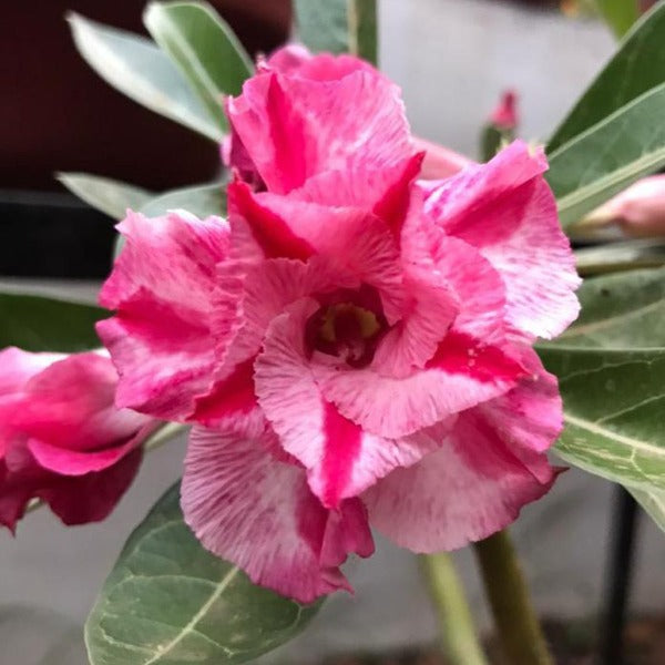 Triple Amazing Thailand Adenium Plant, Desert Rose AD09 - Mini's Lifestyle Store- Buy Seeds in India
