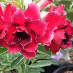 Northen Cardinal Adenium Plant, Desert Rose AD10 - Mini's Lifestyle Store- Buy Seeds in India