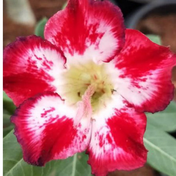 Stripped Galah Adenium Plant, Desert Rose AD11 - Mini's Lifestyle Store- Buy Seeds in India
