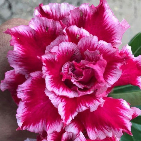 Triple Santa Clause Adenium Plant, Desert Rose AD12 - Mini's Lifestyle Store- Buy Seeds in India