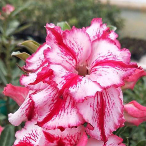 Supernova Adenium Plant, Desert Rose AD13 - Mini's Lifestyle Store- Buy Seeds in India